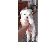 MALTÉS / MALTESES CACHORROS DISPONIBLES