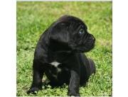 Cane corso hijo de campeones pedigree a mano