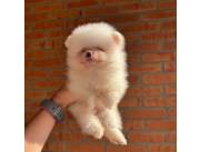 Lulú de pomerania Hembra mini con pedigree