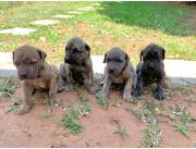 Cachorros Fila Brasilero