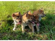 Cachorros de raza Shiba Inu