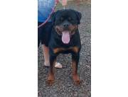 ROTTWEILER CON PEDIGREE Y MICROCHIP