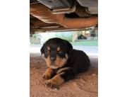 Cachorros Rottweiler de primer nivel, nacidos el 12 08 202 con dos vacunas