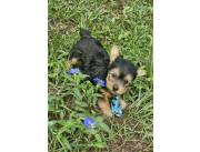 Yorkshire Terrier miniaturas, RAZA PURA