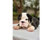 BULLDOG INGLES CON PEDIGREE Y MICROCHIP