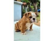 BULLDOG INGLES HEMBRA CON PEDIGREE Y MICROCHIP