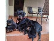 CACHORROS ROTTWEILLER CON PEDIGREE Y MICROCHIP