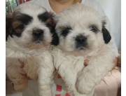 CACHORROS SHITZU / SHIHTZU PUREZA ASEGURADA