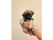 PUG CARLINO