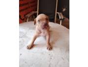 PITBULL MONSTER XL