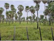 Campo Ganadero en Montelindo - 1.700 Ha.