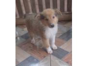 COLLIE LASSIE DISPONIBLES