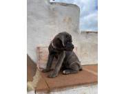 CANE CORSO ITALIANO