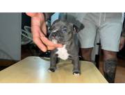 Vendo American bully