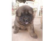 Hermosos cachorros CHOW CHOW