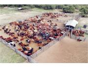 VENDO ESTANCIA FORMADA Y EN FUNCIONAMIENTO EN POZO AZUL - CHACO PARAGUAYO