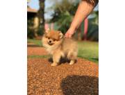 Lulu de pomerania mini