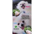 Disponemos de 2 machitos Lulu de Pomerania