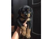 Rottweiler