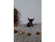 PINSCHER MICRO