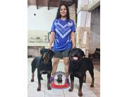 Cachorro Raza Rottweiler Puros con Registro del PKC