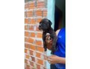 Pitbull con Cane corso