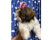 Shih tzu