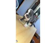 AMERICAN BULLY POCKET