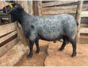 REPRODUCTOR OVINO DE LA BLACK TEXEL