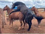 VENTA DE COBERTURA DE EQUINOS RAZA CUARTO DE MILLA