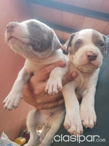 Perros - Gatos - PITBULL PRECIOSOS