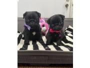 PUG HEMBRAS Y MACHOS