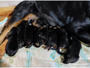 Cachorros Rottweiler