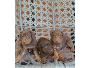 VENDO CACHORROS DOBERMAN (RAZA PURA)