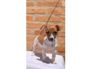 Jack russell