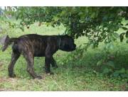 Cane corso italianos machos