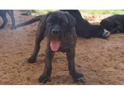 Cane Corso