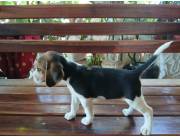 Perro raza beagle