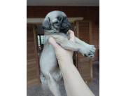 Vendo perros de raza Pug