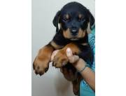 Cachorros Rottweiler Registrado con Descuento X Fin de Año