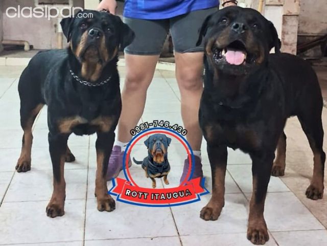 Perros - Gatos - Cachorros Rottweiler Registrado X Paraguay Kennel Club