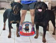 Cachorros Rottweiler Documentado X Paraguay Kennel Club