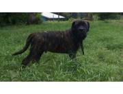 Cane corso italianos