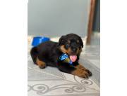 ROTTWEILLER