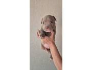 AMERICAN BULLY POCKET