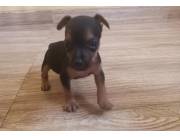 Pinscher cero