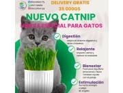 PLANTA MEDICINAL PARA GATITOS