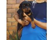 Rottweiler hermosos ejemplares