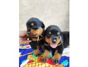 CACHORROS ROTTWEILER