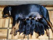 Cachorros Rottweiler